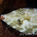 filefish_scrawled_hd_lan_h_0273_tha5850.jpg